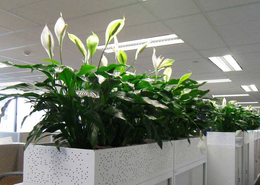 哪些花卉不適合在臥室養(yǎng)？