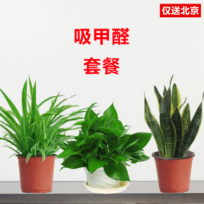 北京望京花卉租擺都有哪些植物租賃價(jià)格怎么樣？