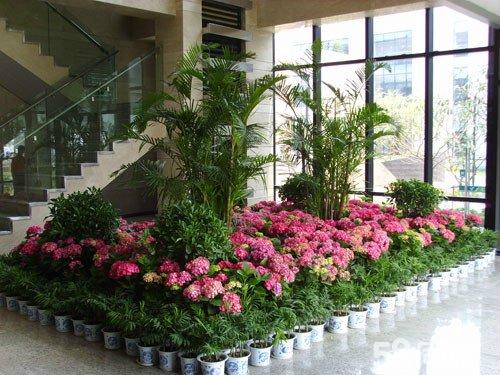 花卉綠植在選擇時(shí)需要把握哪些點(diǎn)？