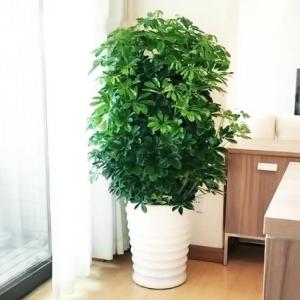 辦公室租擺什么綠植比較凈化空氣吸收甲醛？