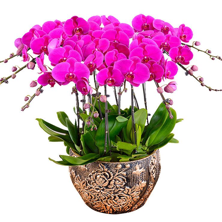 室內(nèi)養(yǎng)什么花最好，有什么需要注意的地方