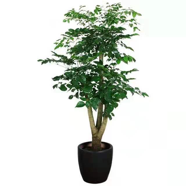 冬季適合水插以下花卉，只要做到以下幾點(diǎn)，生長迅速很好 北京花卉租擺公司
