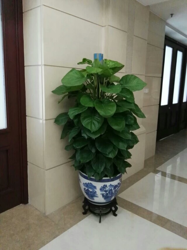 北京花卉銷售公司-室內(nèi)不適合養(yǎng)什么花草植物，室內(nèi)養(yǎng)花禁忌