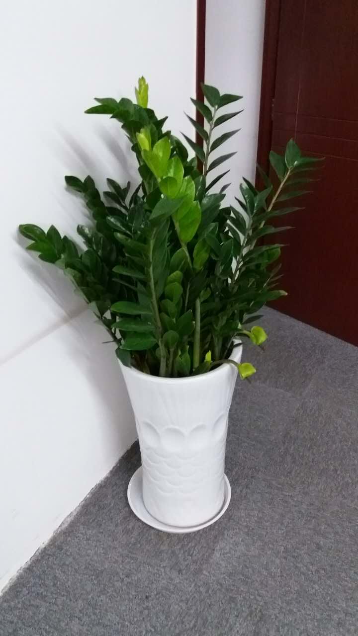 綠植養(yǎng)護(hù)-金錢(qián)樹(shù)澆水的正確方法，多久澆一次水