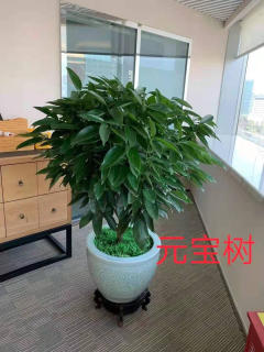 冬季養(yǎng)花，學會這6點，什么花都能養(yǎng)好!