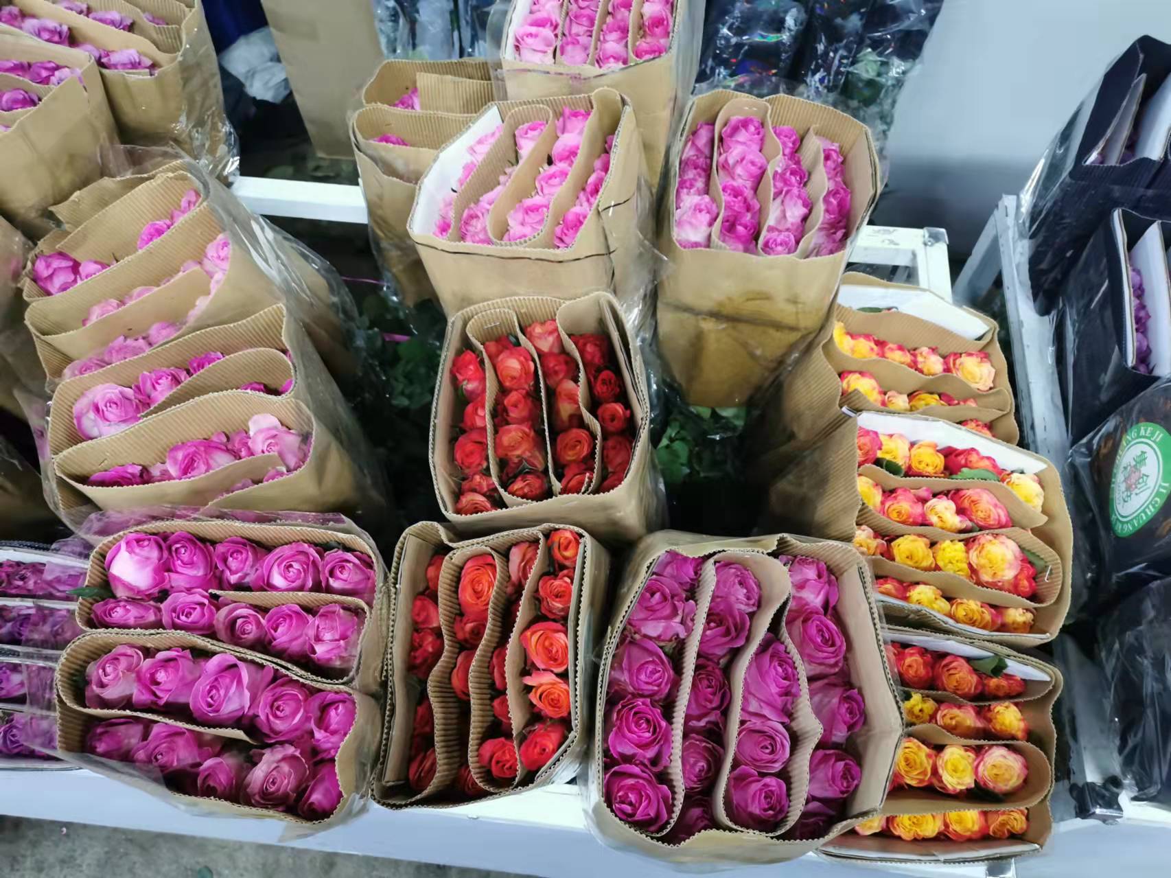 花卉月季好養(yǎng)護(hù)嗎？