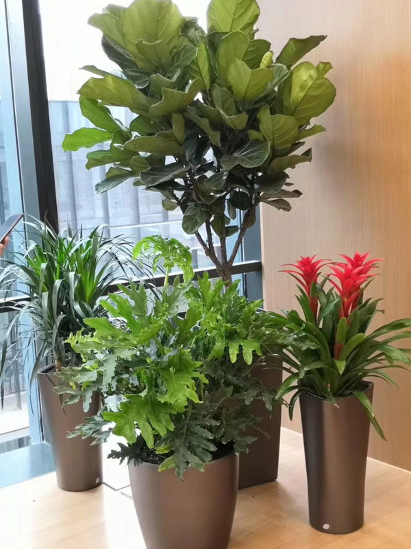 盆栽綠植租賃：幸福樹怎么養(yǎng)護？