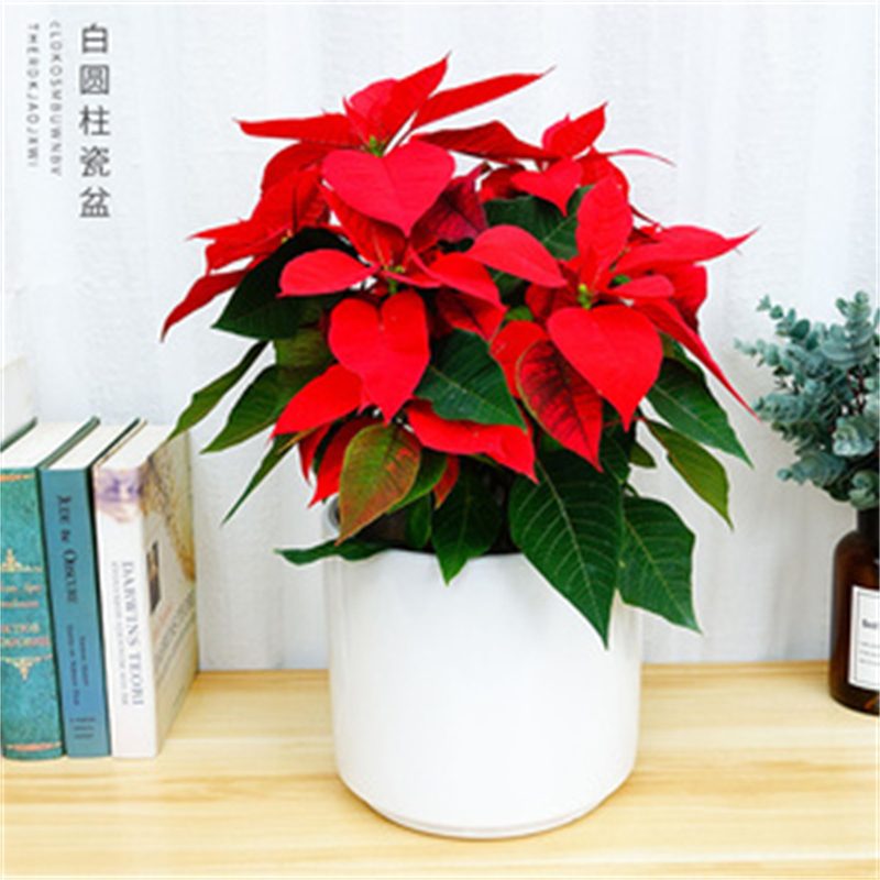 http://m.az-shopper.com北京辦公室花卉租擺公司