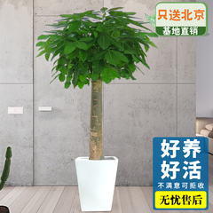 北京辦公室綠植租賃流程有哪些？