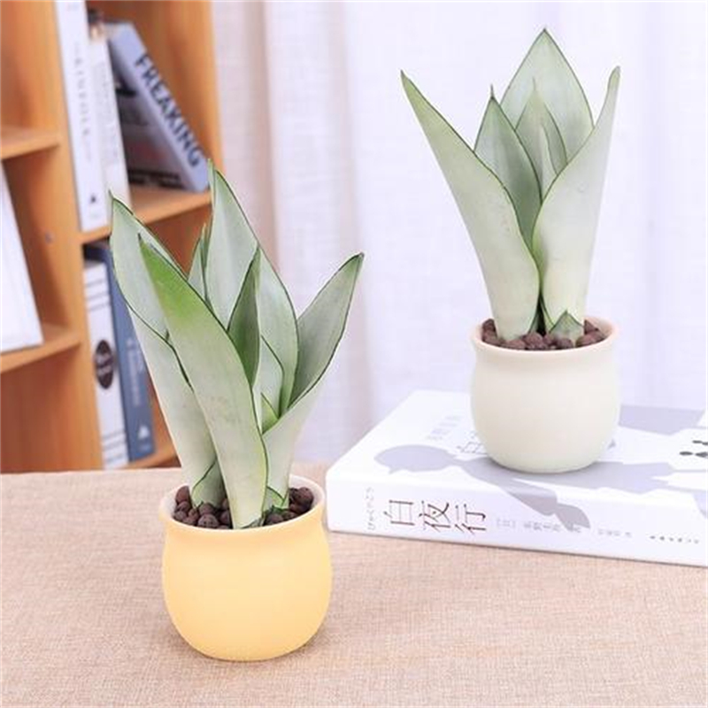 花卉租擺這8種花一點(diǎn)都不矯情，越窮養(yǎng)越壯實(shí)！