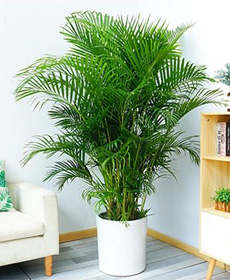 北京綠植花卉養(yǎng)護(hù)公司：好看好養(yǎng)的植物有哪些？