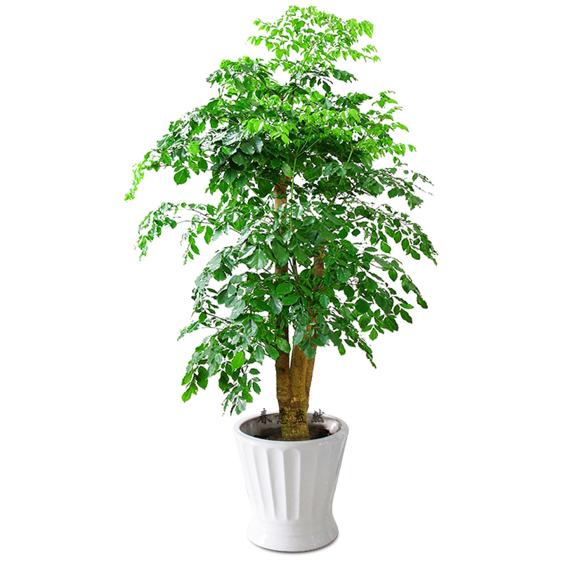 北京綠植租賃公司幸福樹是應(yīng)該怎么養(yǎng)護？