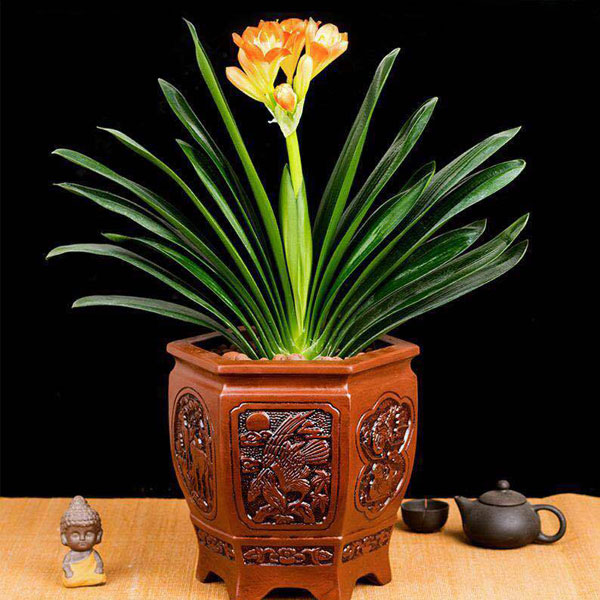 北京花卉租賃養(yǎng)護出售：君子蘭的養(yǎng)護方法有哪些？
