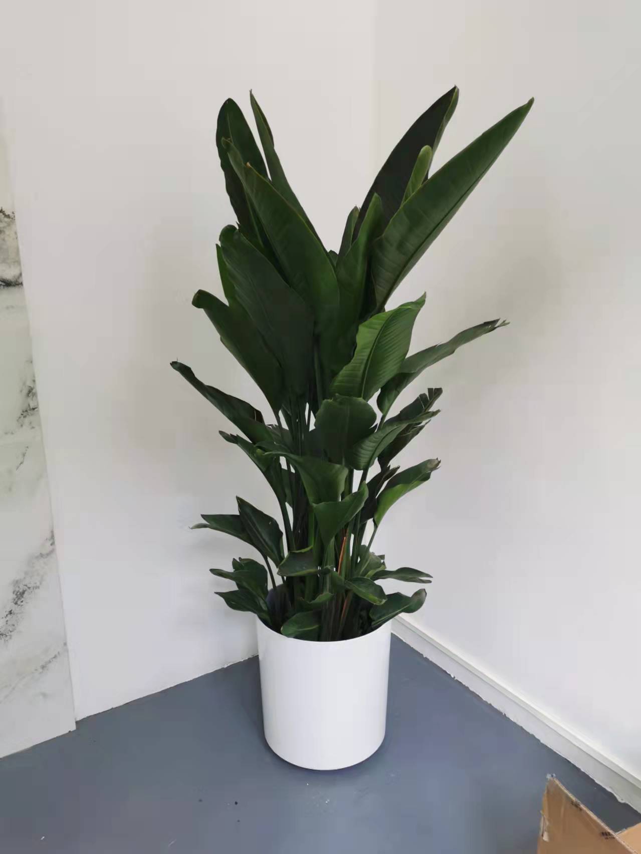 北京世紀(jì)匯通園藝有限公司：哪些綠植凈化空氣？