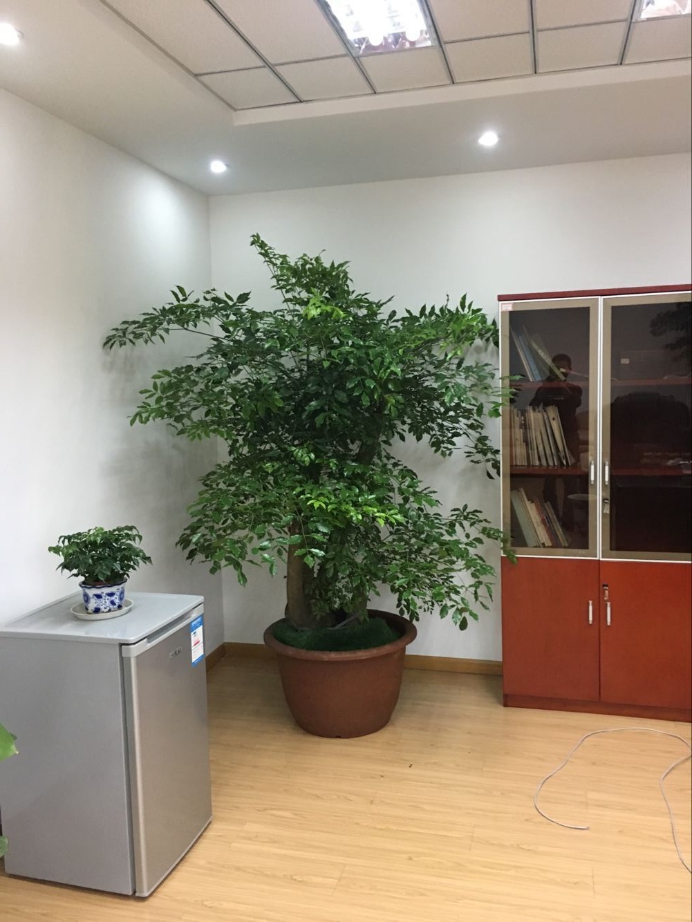 室內(nèi)綠植租賃多少錢？好處和擺放建議有哪些？