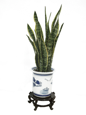 北京辦公室綠植比較好養(yǎng)護(hù)的有哪些？
