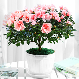 北京花卉公司繡球花夏天怎么養(yǎng)，需要注意什么呢？