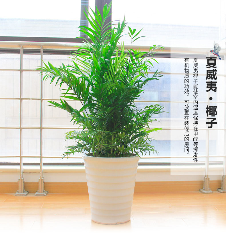 綠色植物鳳尾竹的報(bào)價(jià)鳳尾竹盆栽葉枯怎么辦？
