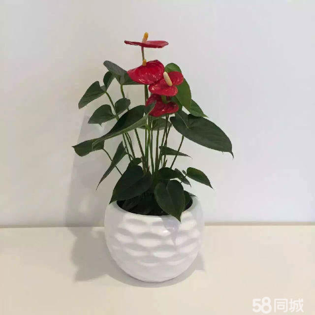 長壽花生蟲不要急，學(xué)會這4點，輕松解決