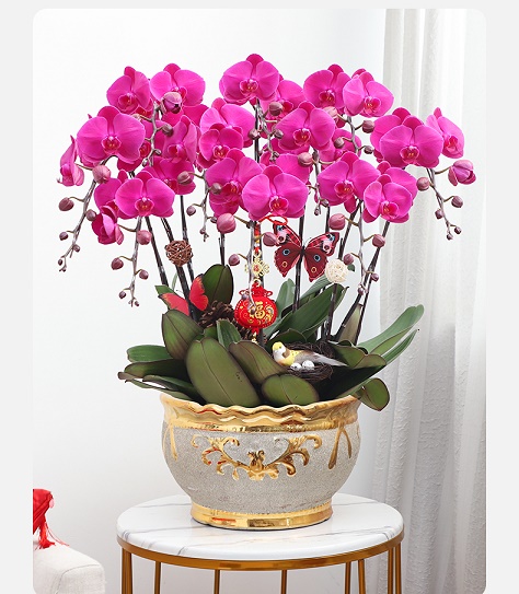 北京花卉租擺公司 北京綠植布置公司   北京綠植租擺公司  北京花卉租賃，