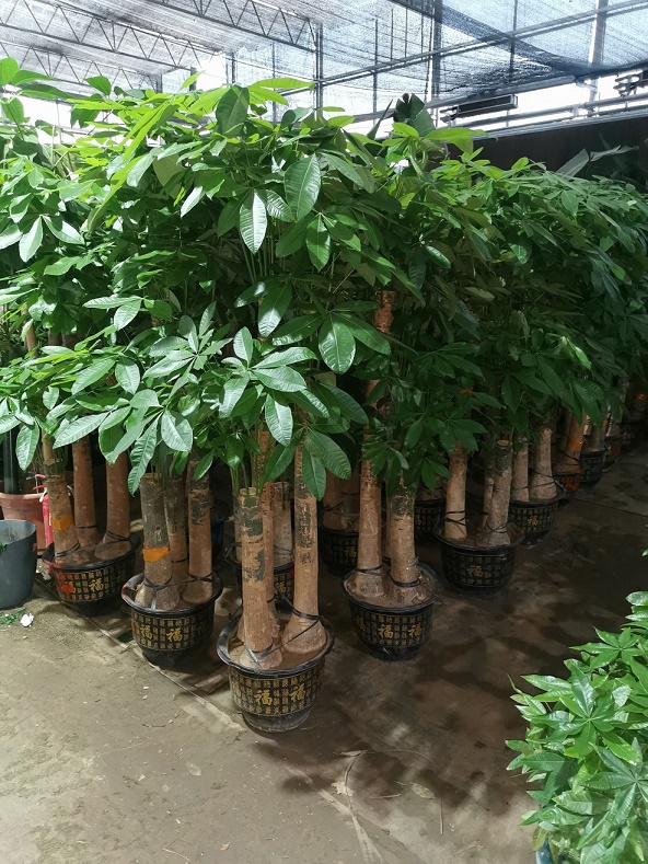 北京綠植租擺公司發(fā)財(cái)樹葉子有斑怎么辦？