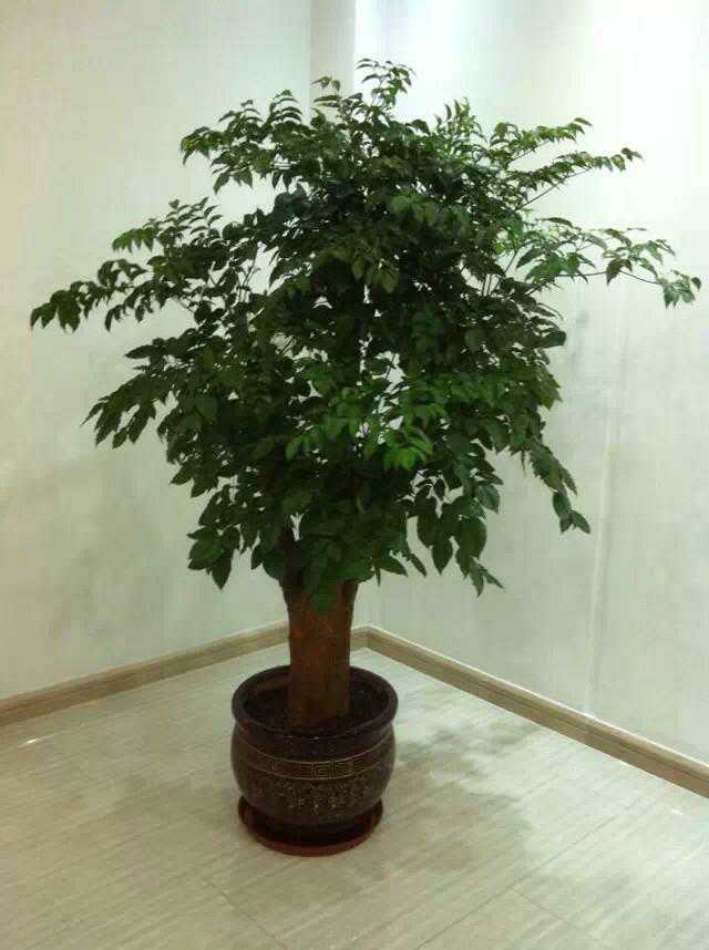 北京綠植租擺公司幸福樹怎么養(yǎng)護(hù)？