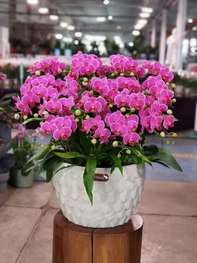 瓜葉菊是冬季常見的一種盆栽花卉，給大家介紹一下花卉養(yǎng)護知識