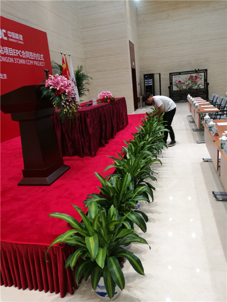 矮牽牛冬天怎么養(yǎng)？注意這5個養(yǎng)護細節(jié)，就能安全越冬！