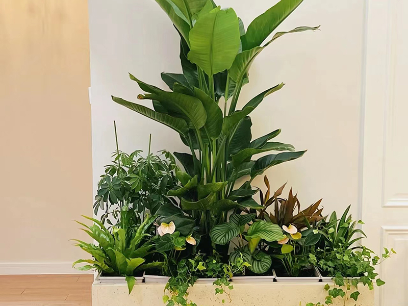 鳶尾花黃葉子是什么原因？怎么解決？