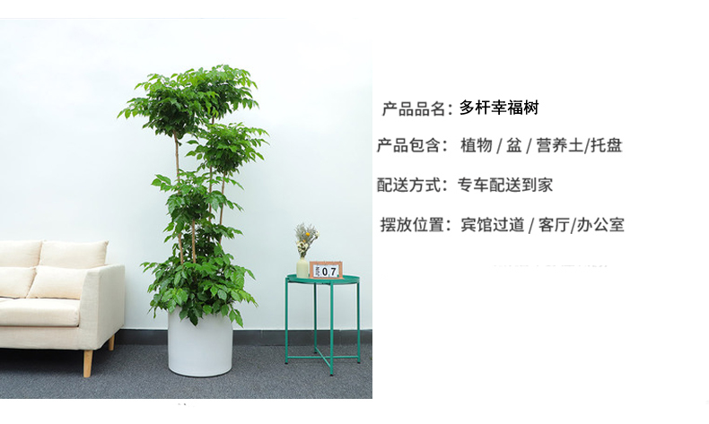 造型綠寶綠植銷(xiāo)售