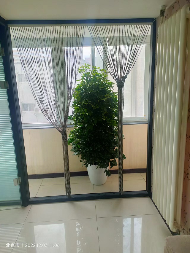 綠植租擺招財(cái)樹(shù)