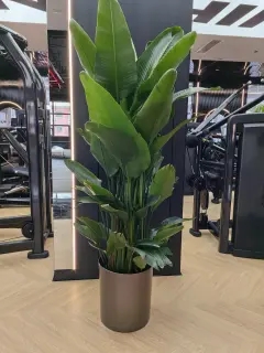 北京綠植租擺天堂鳥(niǎo)