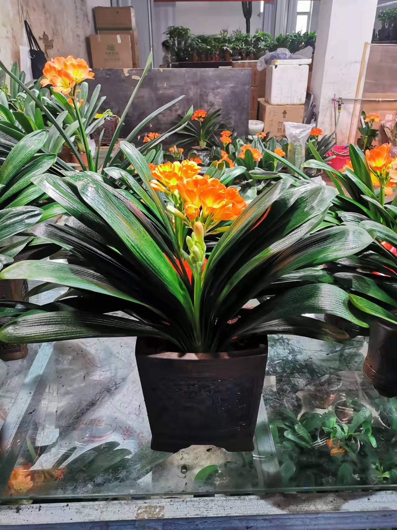望京綠植租賃酒仙橋花卉租擺來廣營(yíng)租花公司